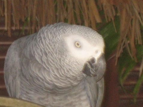 20060120103844   Hotel Bird